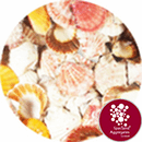 Sea Shells - Natural Queenie Scallop